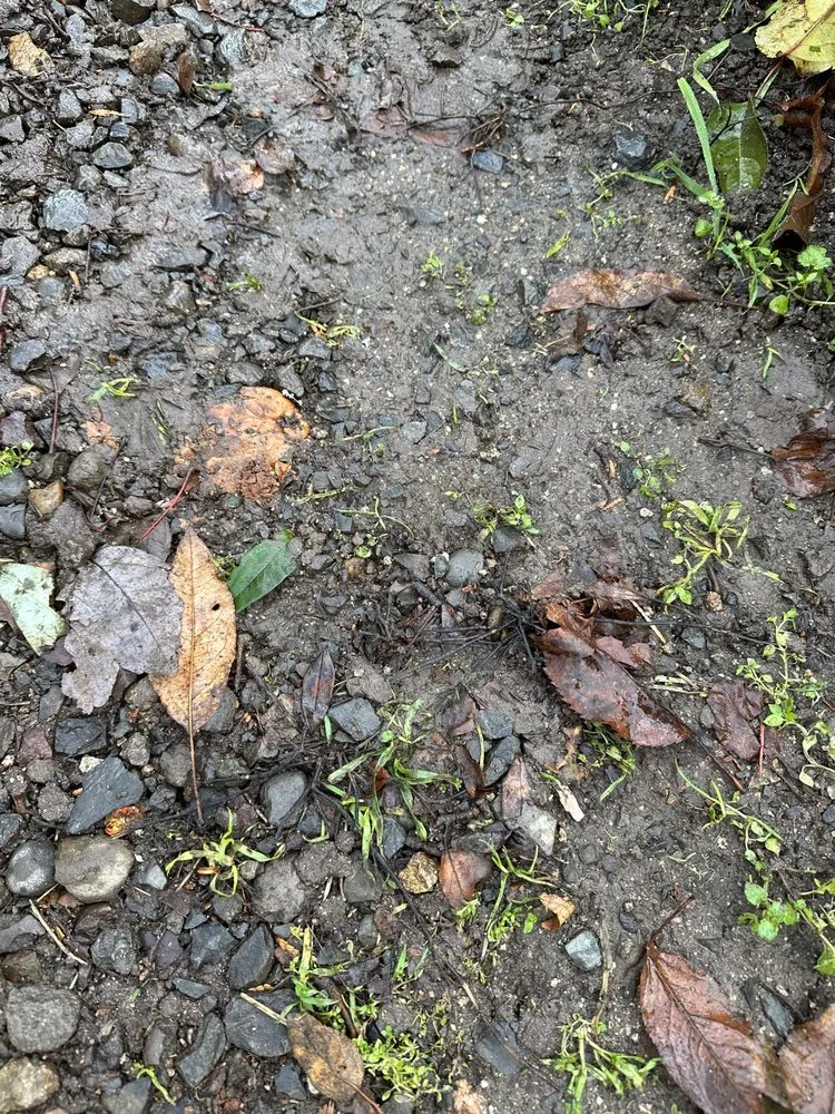 Affordable yard cleanup service for residential properties in Medford, OR by Farrow Landscape