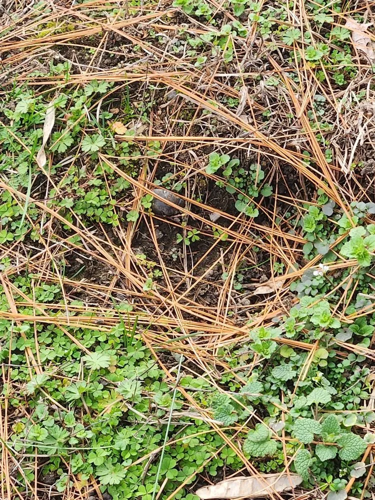 Affordable landscape design in Medford, OR - Farrow Landscape