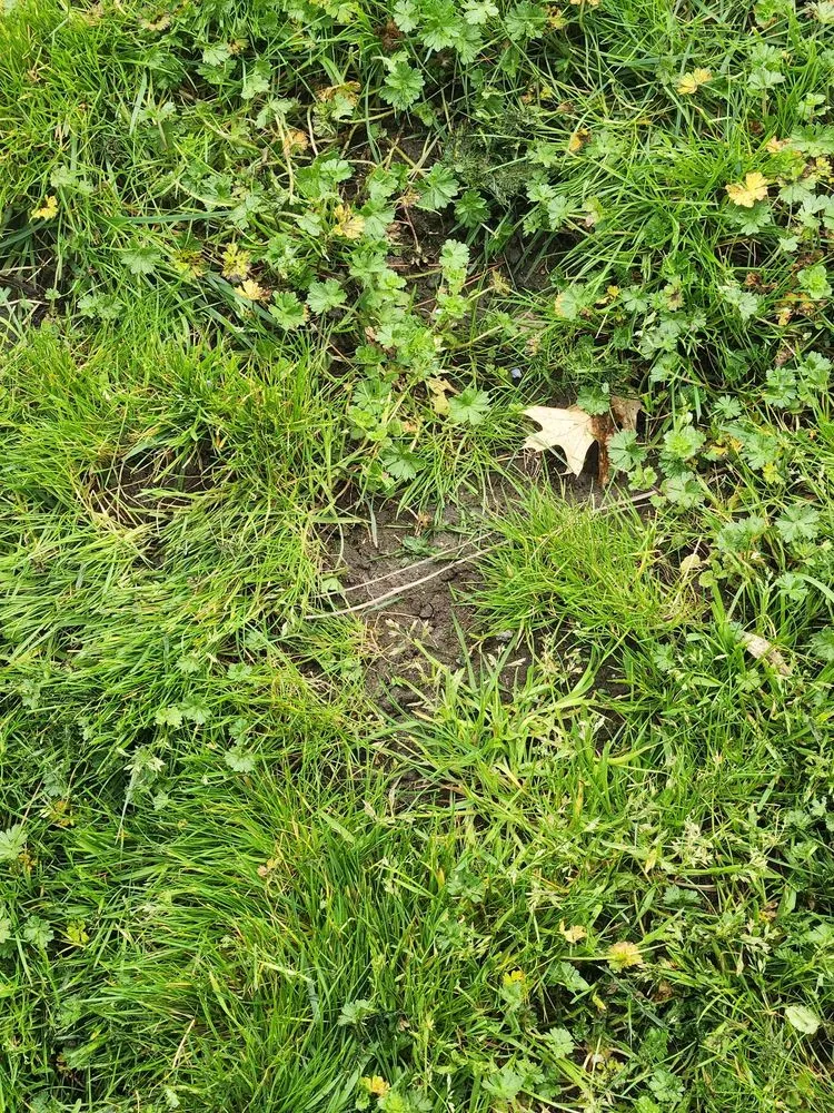 Trusted residential landscaping in Medford, OR - Farrow Landscape