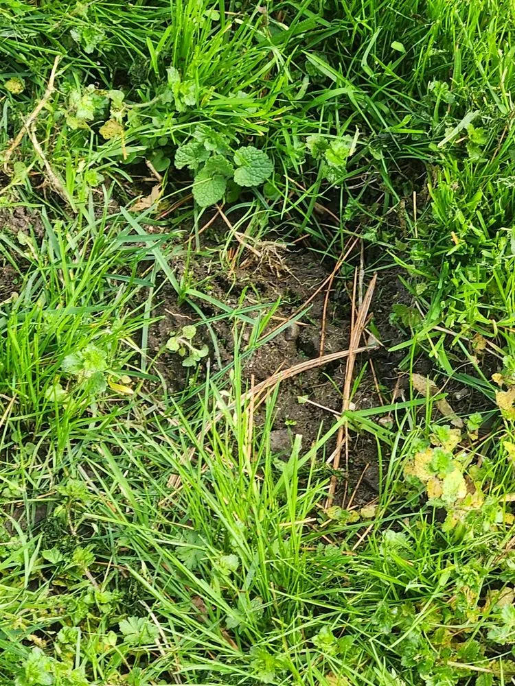 Top-rated lawn care service in Medford, OR by Farrow Landscape