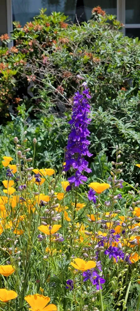 Expert landscape installation experts serving Medford, OR - Farrow Landscape