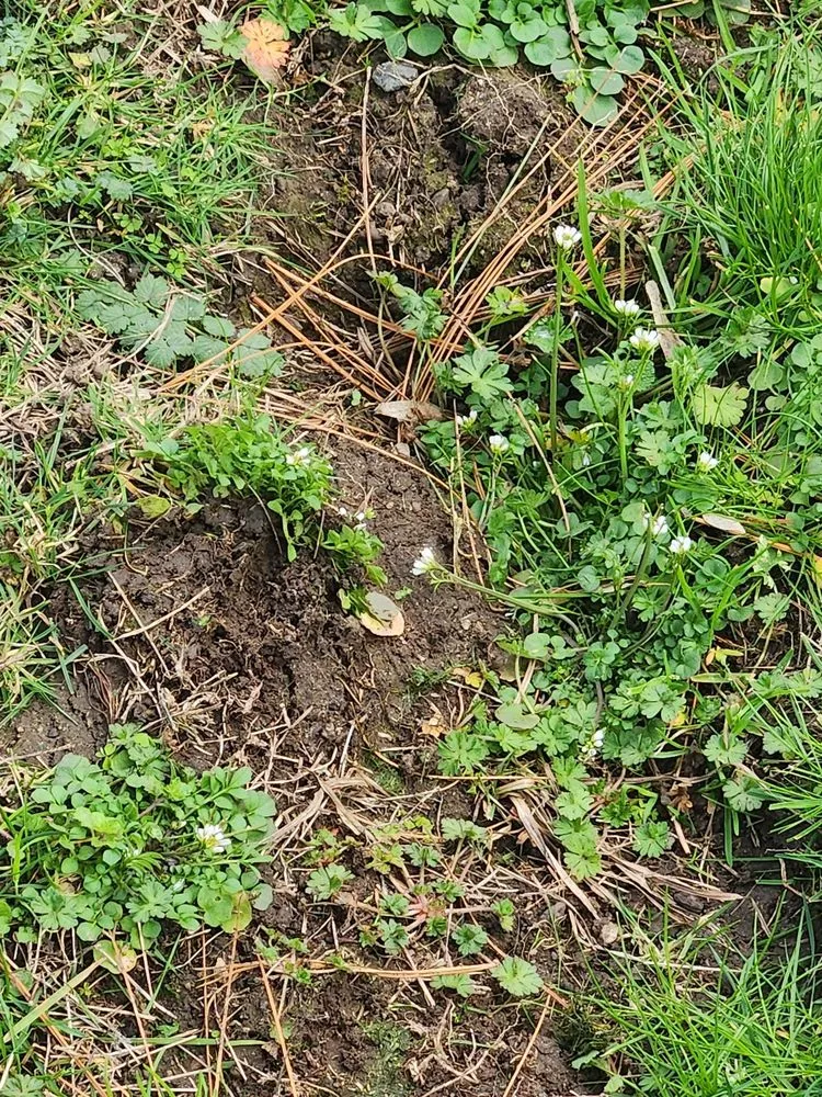 Affordable yard cleanup service in Medford, OR - Farrow Landscape