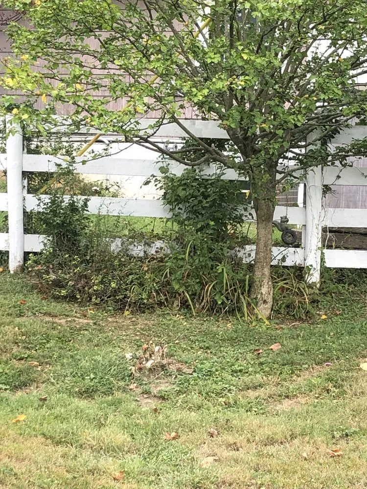 Expert yard cleanup service in Louisville/Jefferson County metro government (balance), KY - Fast Eddie Services