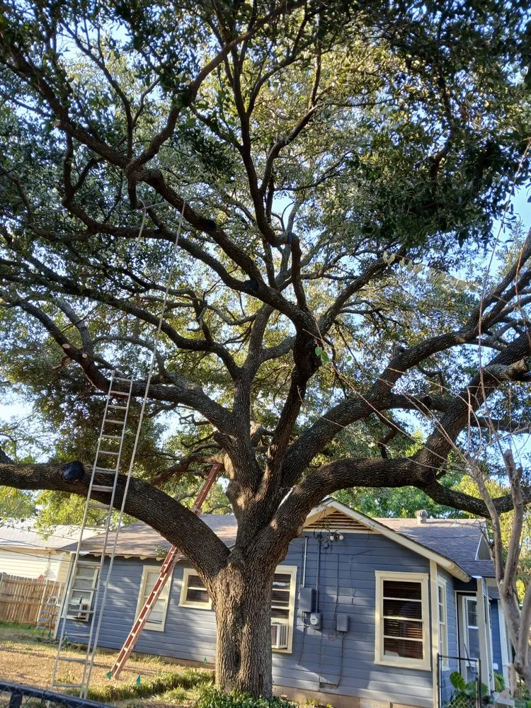 Reliable lawn care service in Robinson, TX - Fast Lawn And Tree Service