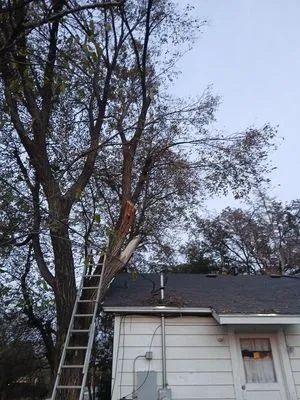 Fast Lawn And Tree Service Logo