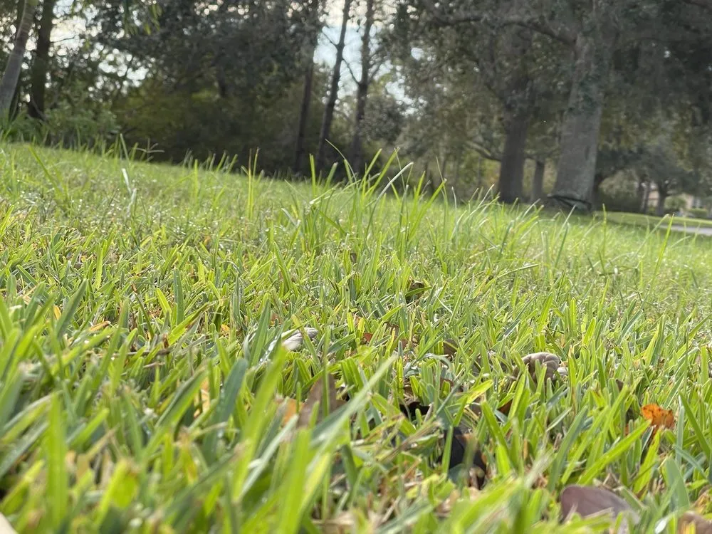 Top-rated yard cleanup service in Palmetto, FL by Fast Lawnscapes