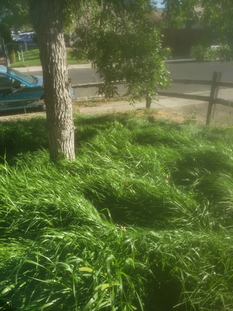 Trusted lawn care service experts serving Grand Junction, CO - Fastline Handyman Services