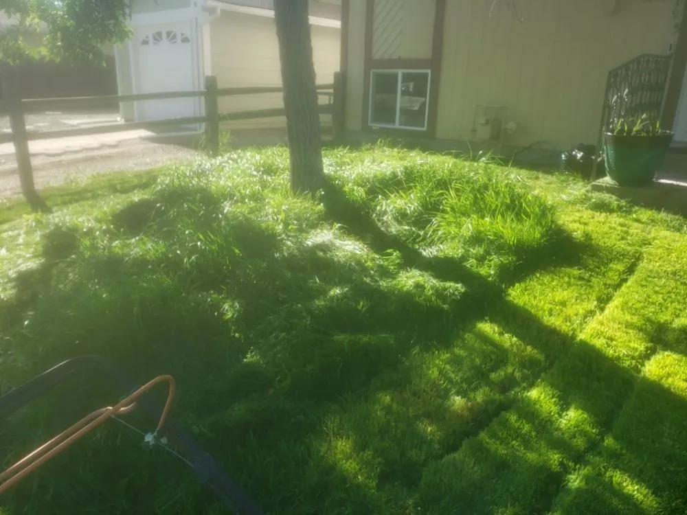 Expert yard maintenance experts serving Grand Junction, CO - Fastline Handyman Services