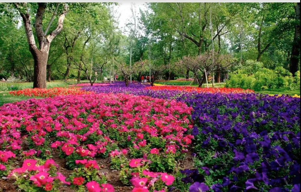 Professional residential landscaping experts serving Mount Dora, FL - Father & Son Landscaping