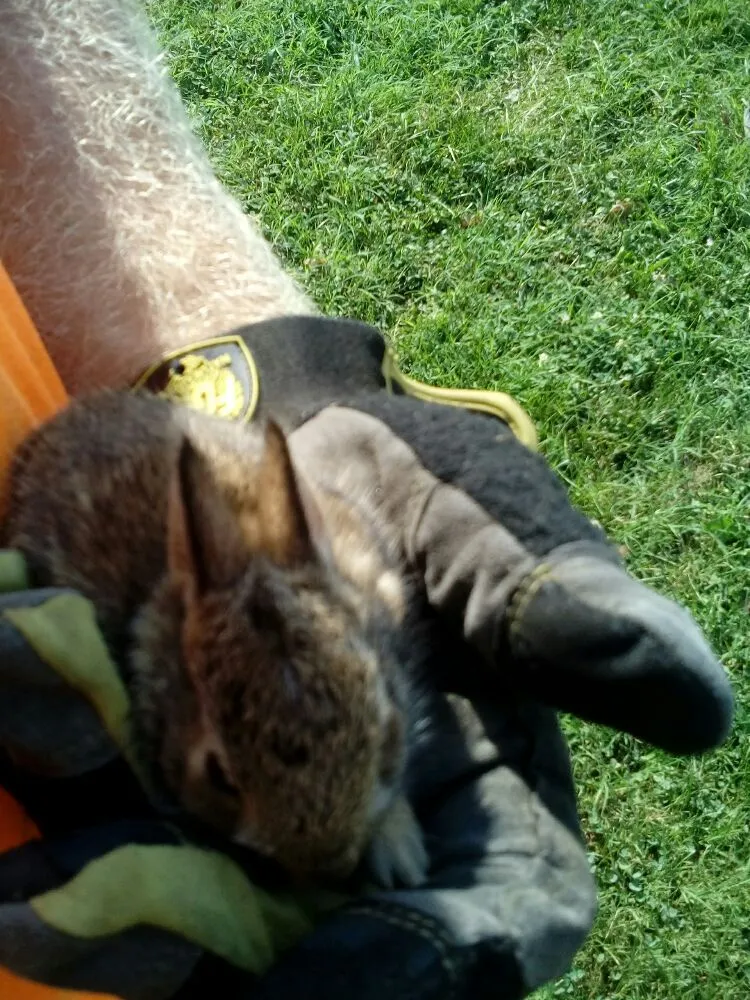 Expert lawn mowing service near you in Wilmington, DE by Father & Son Lawncare