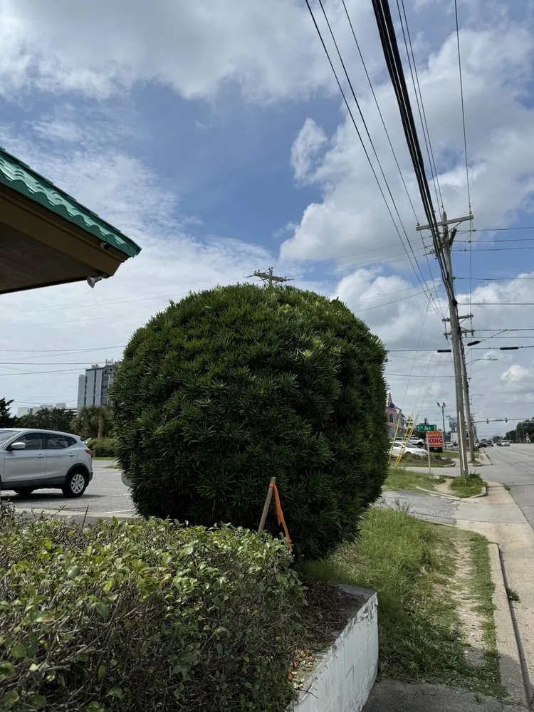 Reliable landscape design for year-round maintenance in Conway, SC by Father & Sons Lawn Care