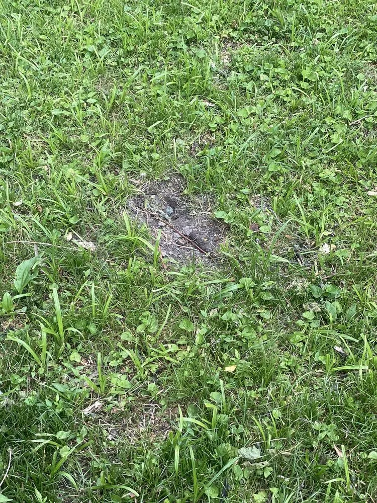 Reliable landscape design experts serving St. Louis, MO - Father & Son’s