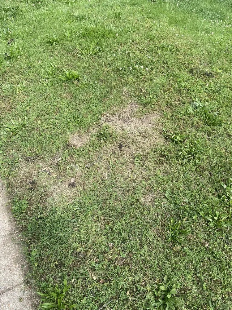 Expert lawn care service in St. Louis, MO by Father & Son’s