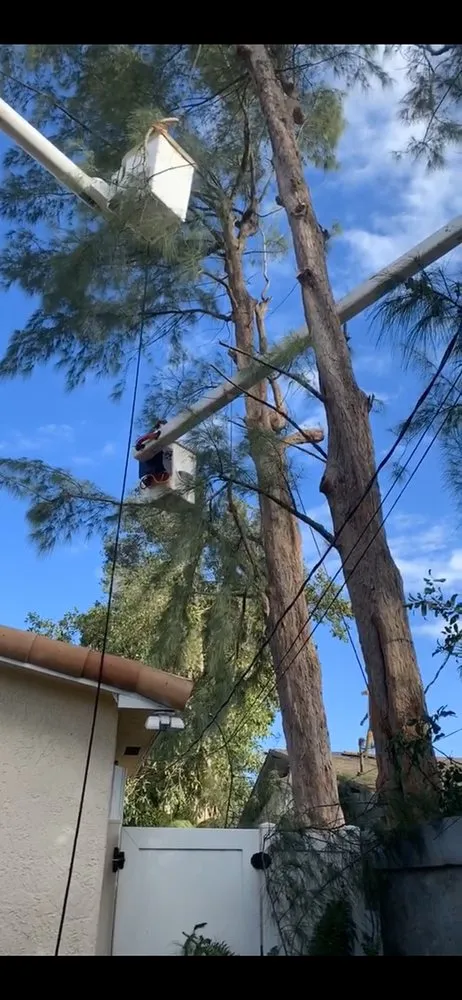 Reliable landscape design for homes in Homestead, FL by Father & Sons Tree Service