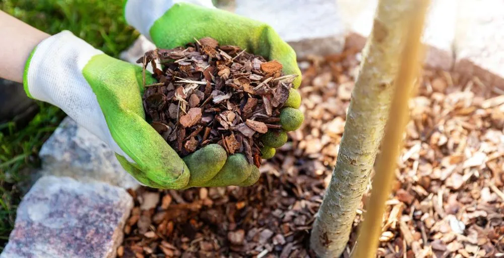 Top-rated residential landscaping experts serving Hilton Head Island, SC - Father and Son Landscaping
