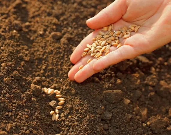 Trusted lawn mowing service for outdoor upgrades in Hilton Head Island, SC by Father and Son Landscaping