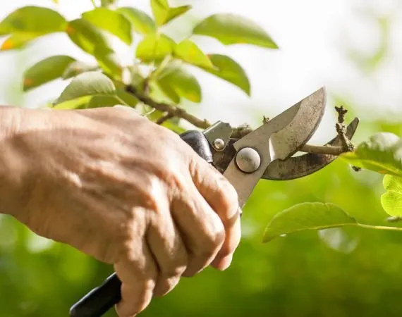 Local garden landscaping in Hilton Head Island, SC by Father and Son Landscaping