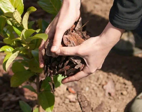 Affordable garden landscaping for outdoor upgrades in Hilton Head Island, SC by Father and Son Landscaping