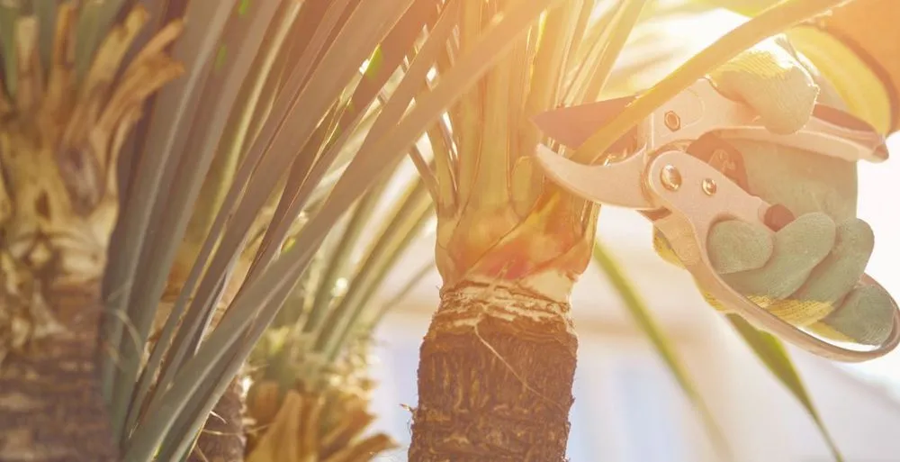 Affordable garden landscaping for beautiful yards in Hilton Head Island, SC by Father and Son Landscaping