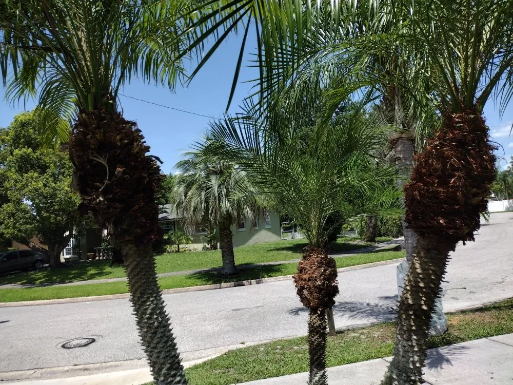 Affordable landscaping services for year-round maintenance in Sanford, FL by Father And Son Landscaping Services