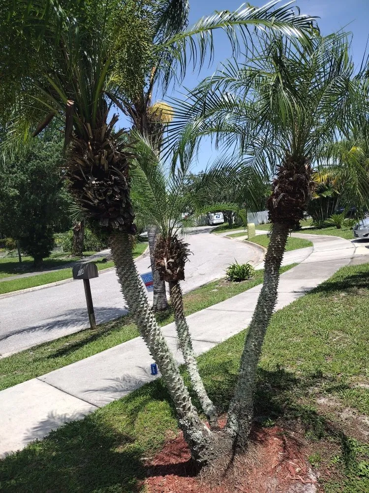 Professional residential landscaping for year-round maintenance across Sanford, FL - Father And Son Landscaping Services
