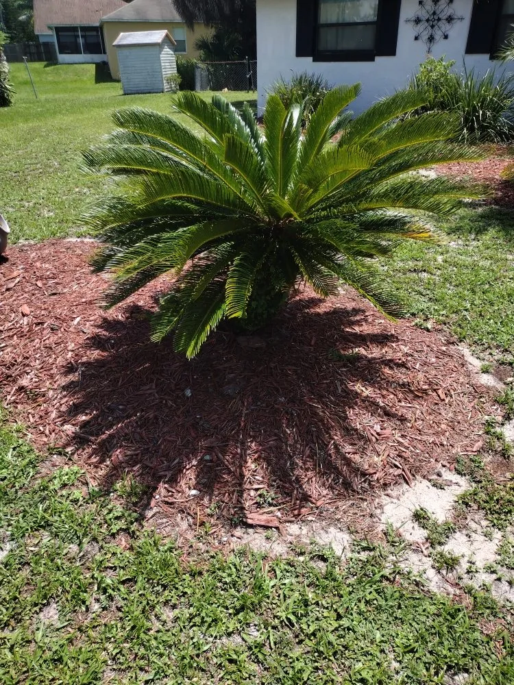 Trusted lawn care service in Sanford, FL - Father And Son Landscaping Services