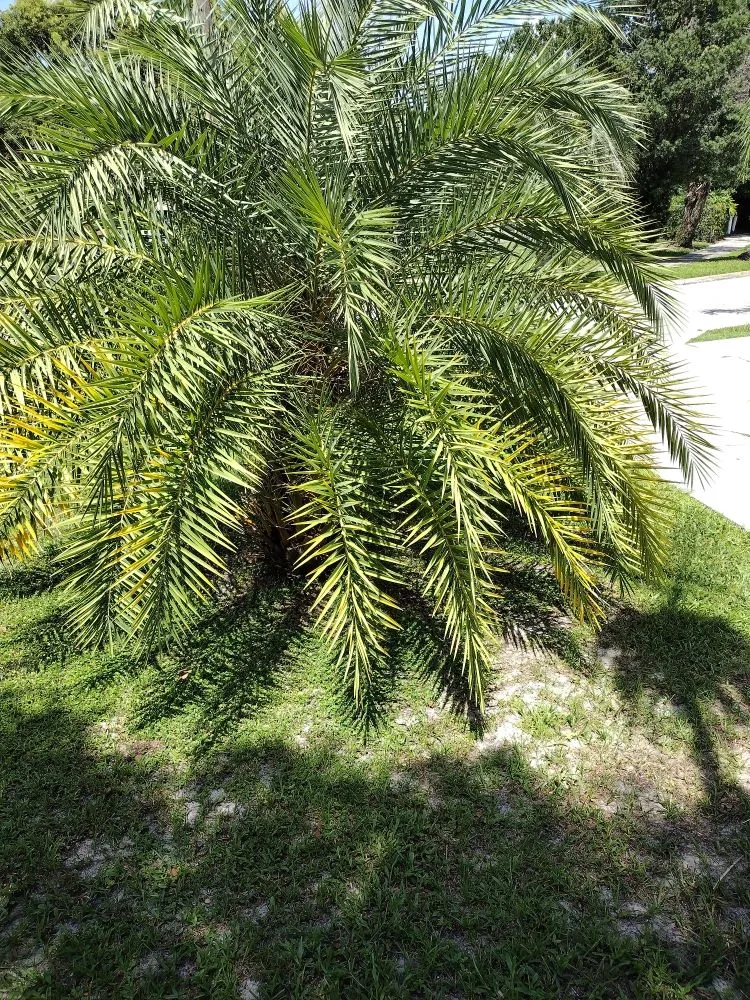 Top-rated yard cleanup service in Sanford, FL by Father And Son Landscaping Services