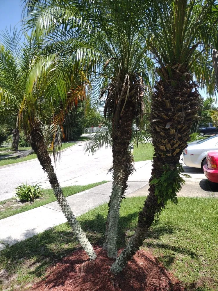 Trusted garden landscaping for outdoor upgrades across Sanford, FL - Father And Son Landscaping Services