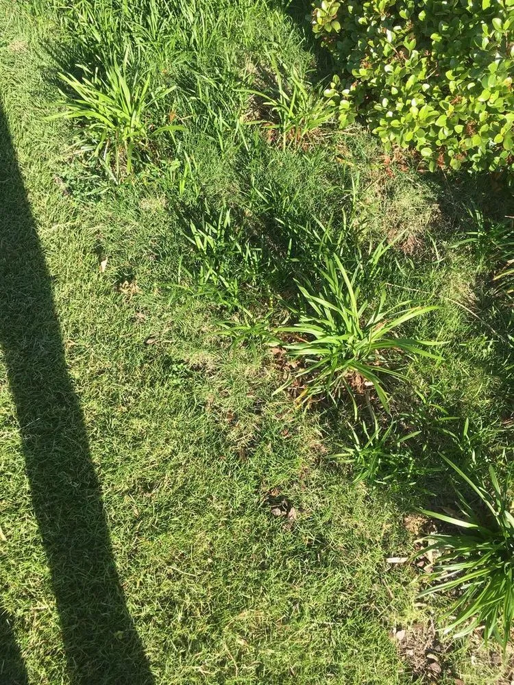 Reliable outdoor landscaping in Navarre, FL by Father and Son Pest and Lawn Solutions