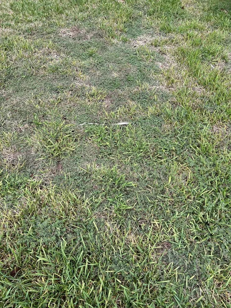 Local landscape installation in Navarre, FL by Father and Son Pest and Lawn Solutions