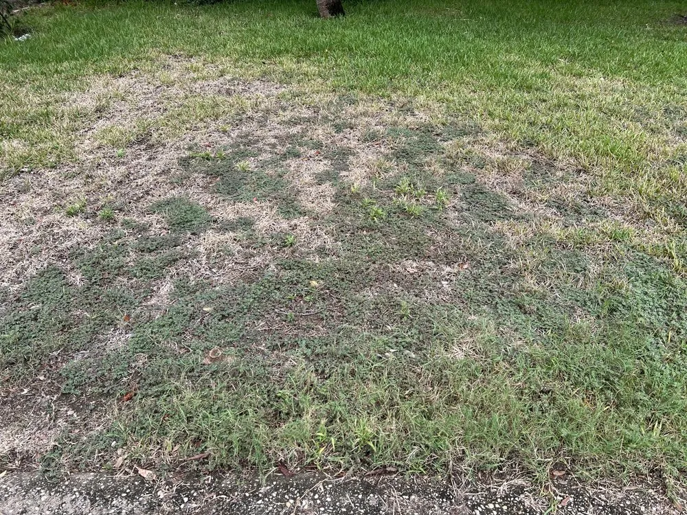 Professional outdoor landscaping experts serving Navarre, FL - Father and Son Pest and Lawn Solutions