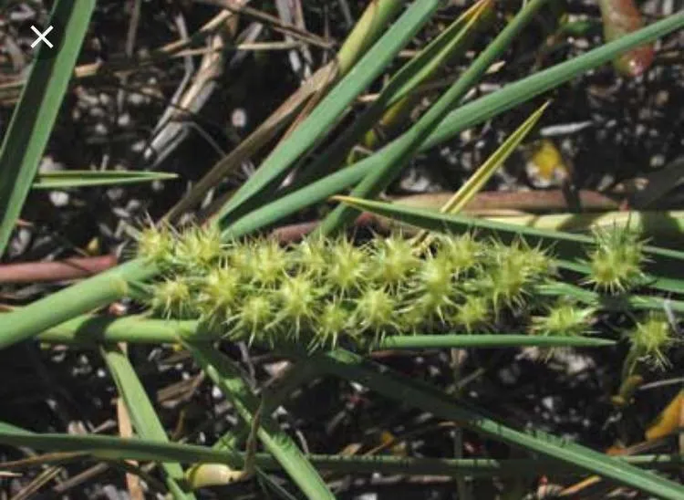 Local yard maintenance for residential properties in Navarre, FL by Father and Son Pest and Lawn Solutions