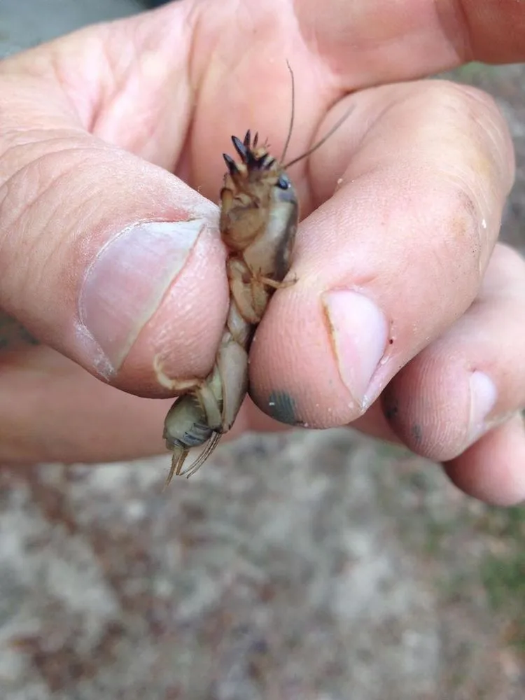 Trusted landscape design in Navarre, FL - Father and Son Pest and Lawn Solutions