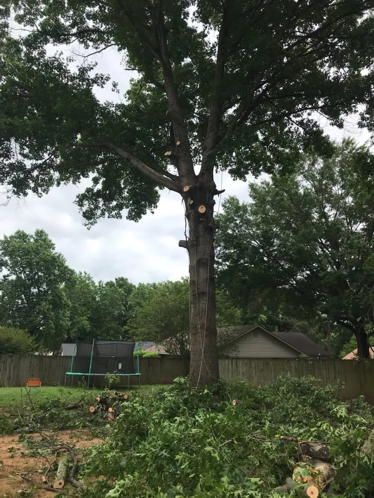 Local landscape installation experts serving Mayflower, AR - Father and sons reliable tree service