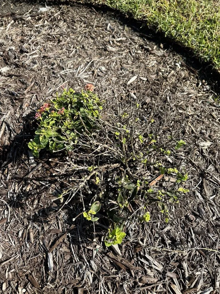 Custom landscape installation for homes across Bluffton, SC - Father Nature