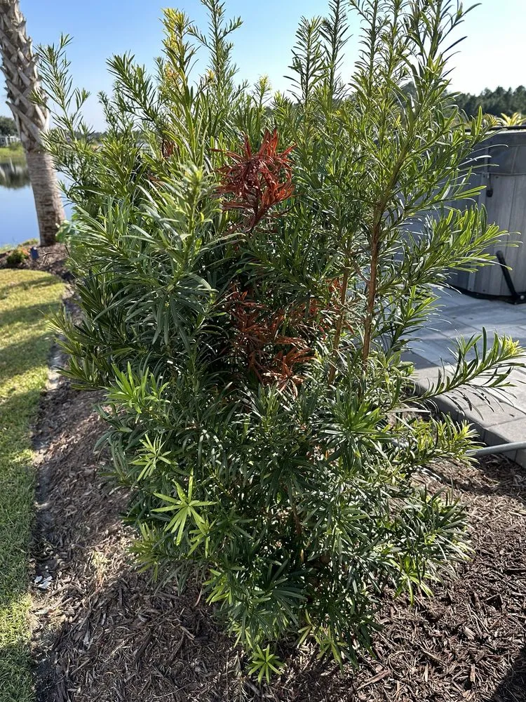 Expert landscape design in Bluffton, SC - Father Nature