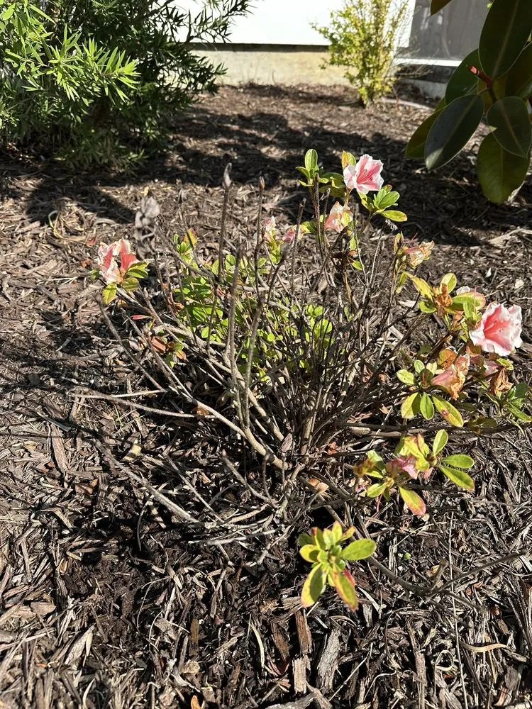 Custom residential landscaping in Bluffton, SC - Father Nature