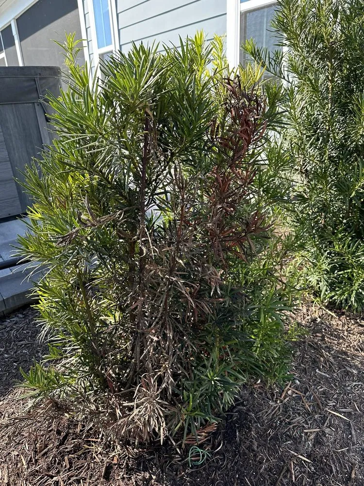 Expert lawn mowing service in Bluffton, SC - Father Nature