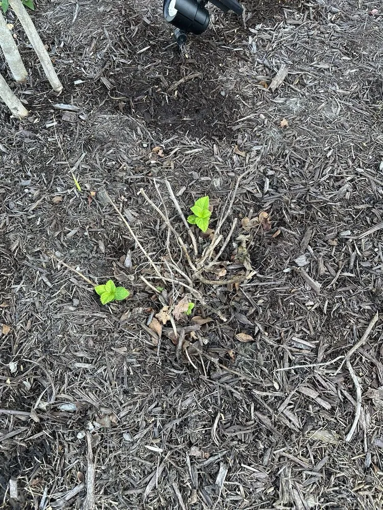 Trusted outdoor landscaping experts serving Bluffton, SC - Father Nature