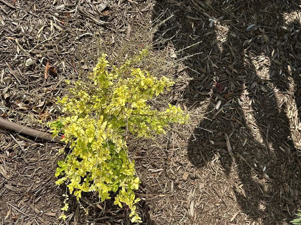 Professional landscape design for residential properties across Bluffton, SC - Father Nature