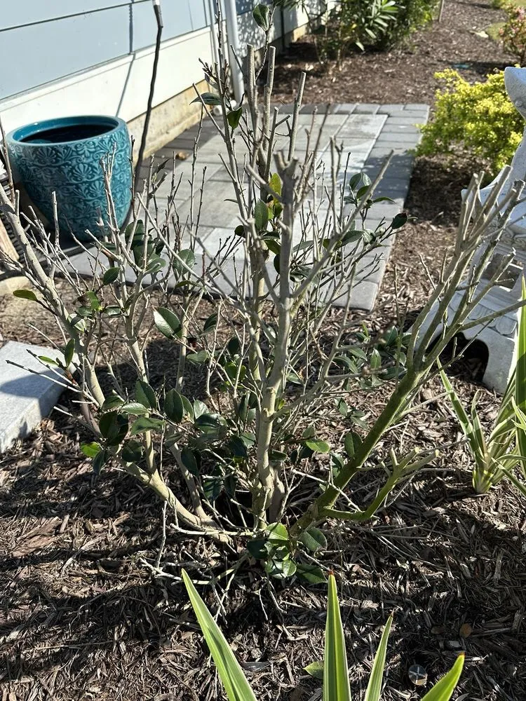 Affordable outdoor landscaping in Bluffton, SC by Father Nature