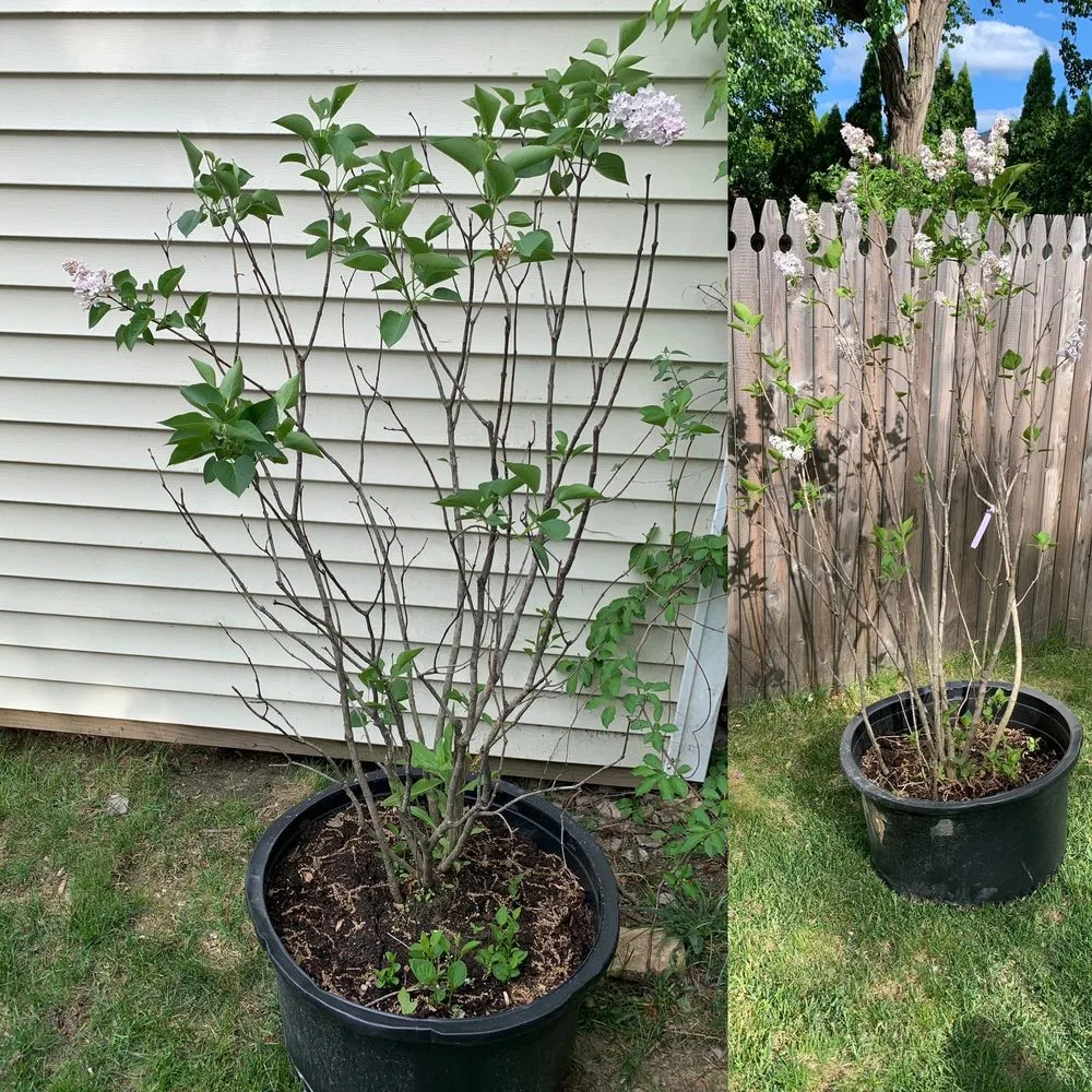 Local lawn mowing service in Hooksett, NH - Faulkner's Nursery