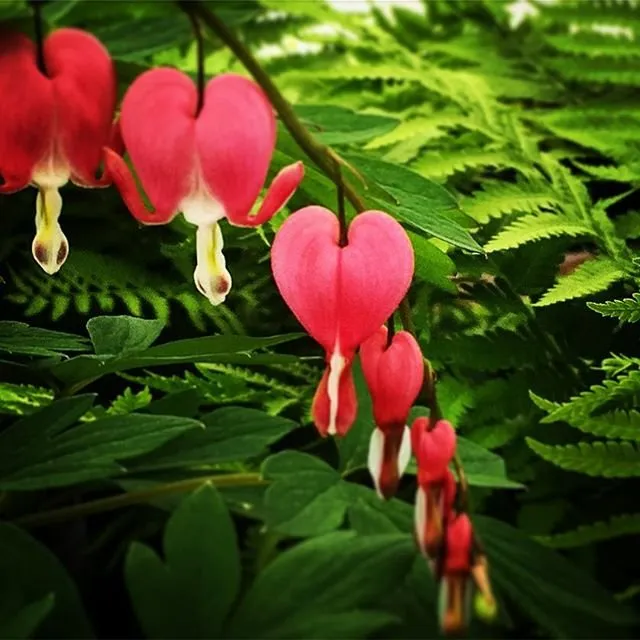 Top-rated yard maintenance in Hooksett, NH - Faulkner's Nursery