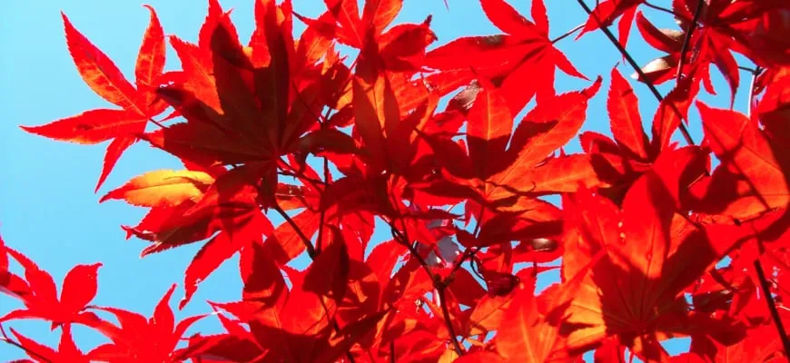 Custom landscape design in Hooksett, NH by Faulkner's Nursery