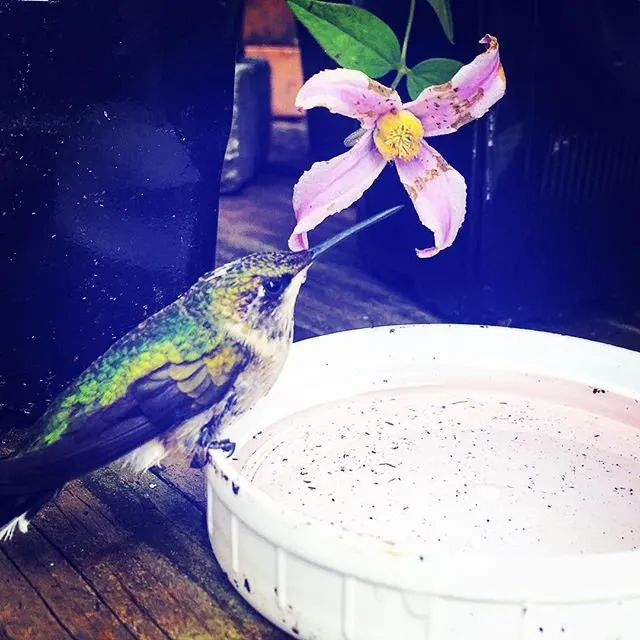 Affordable lawn care service in Hooksett, NH by Faulkner's Nursery