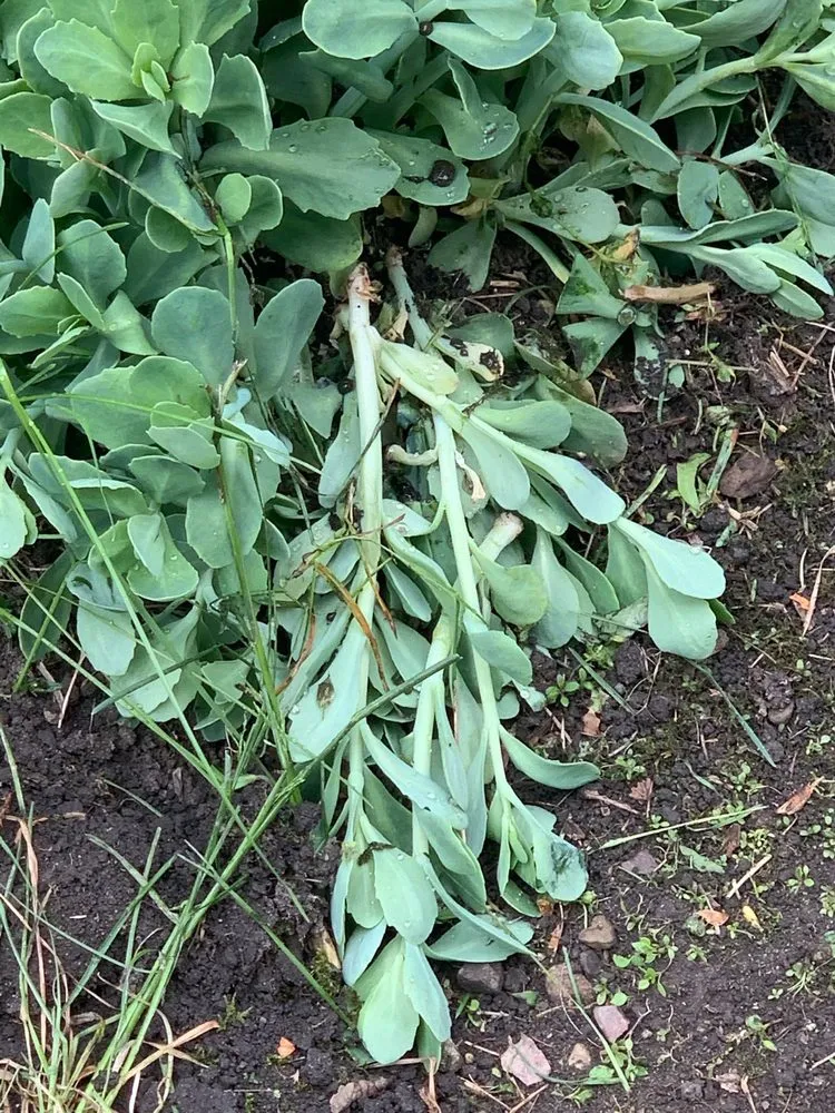 Expert outdoor landscaping for residential properties in Vernon Hills, IL by Fauscapes Landscaping & Snow Removal