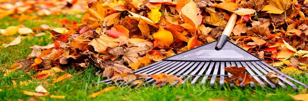 Trusted landscaping services for year-round maintenance in Yucaipa, CA by Faustino Solorio Landscaping