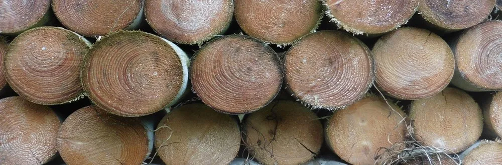 Expert yard cleanup service experts serving Yucaipa, CA - Faustino Solorio Landscaping