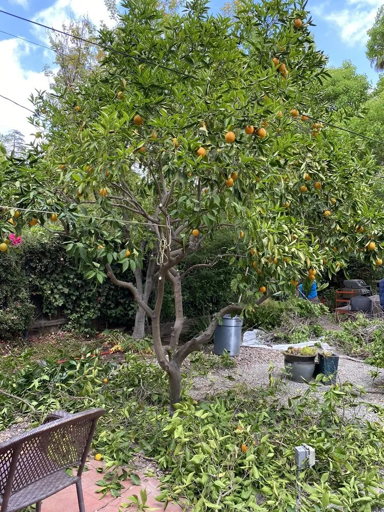 Affordable yard maintenance for homes in Riverside, CA by Fausto Garcia