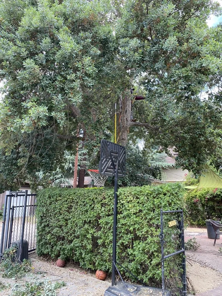 Top-rated lawn care service experts serving Riverside, CA - Fausto Garcia